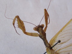 Antemna rapax