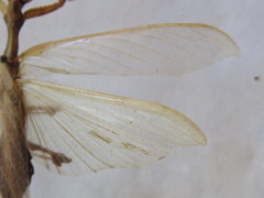 Antemna rapax