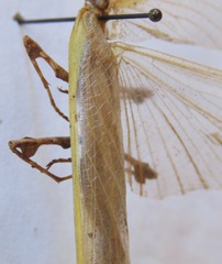 Antemna rapax