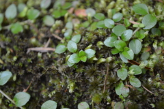 Epilobium nerteroides
