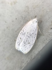 Durrantia piperatella