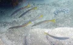 Dinolestes lewini