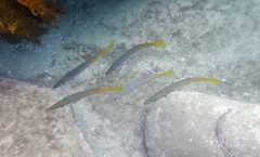 Dinolestes lewini