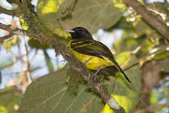 Carpornis cucullata