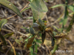 Blepharis maderaspatensis