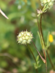 Valerianella coronata