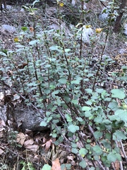 Ribes indecorum