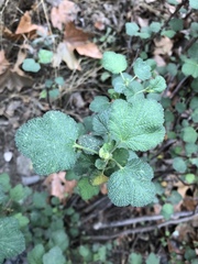 Ribes indecorum