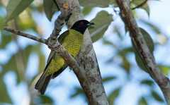 Carpornis melanocephala