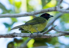 Carpornis melanocephala