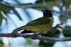 Carpornis melanocephala