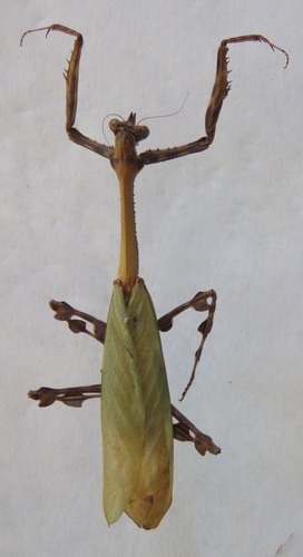 Vates pectinicornis