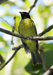 Carpornis melanocephala