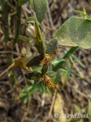 Blepharis maderaspatensis