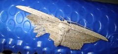 Phalacra