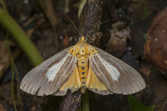 Asota subsimilis