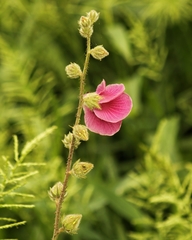 Hibiscus diversifolius rivularis
