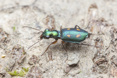 Pericalus