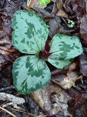 Trillium decumbens