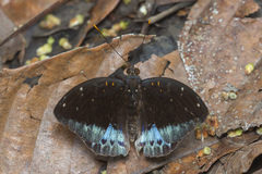 Lexias pardalis dirteana