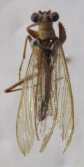 Mantoida schraderi