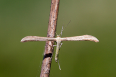 Hellinsia didactylites