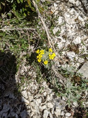 Alyssum montanum
