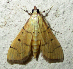 Psara atritermina