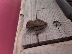Osteopilus septentrionalis