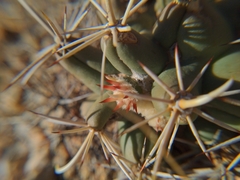 Coryphantha robustispina robustispina