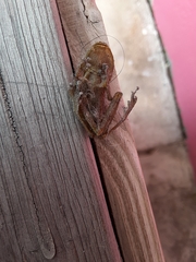 Osteopilus septentrionalis