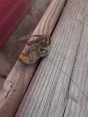 Osteopilus septentrionalis