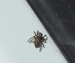 Habronattus klauseri