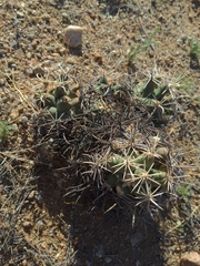 Coryphantha robustispina robustispina