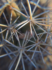 Coryphantha robustispina robustispina