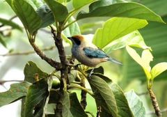 Stilpnia cayana