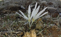 Colchicum antilibanoticum