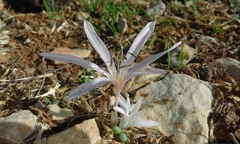 Colchicum antilibanoticum