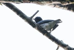 Conioptilon mcilhennyi