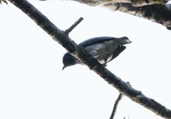 Conioptilon mcilhennyi