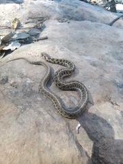 Thamnophis scaliger