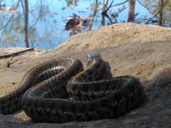Thamnophis scaliger