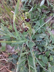 Ophrys sphegodes