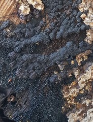 Rosellinia subiculata