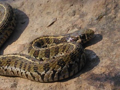 Thamnophis scaliger
