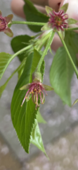 Prunus avium