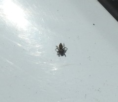 Habronattus klauseri