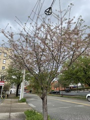 Prunus avium