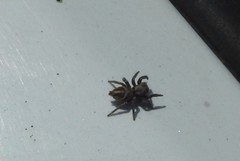 Habronattus klauseri