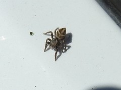 Habronattus klauseri